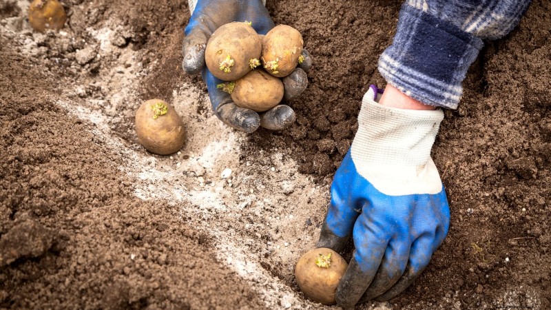 Beste Zeit zum Kartoffelpflanzen:Ein regionaler Leitfaden 
