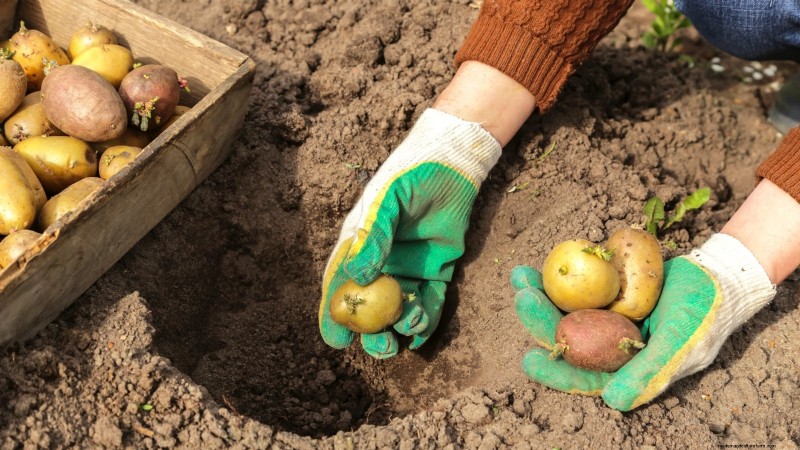 Beste Zeit zum Kartoffelpflanzen:Ein regionaler Leitfaden 
