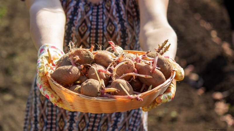 Beste Zeit zum Kartoffelpflanzen:Ein regionaler Leitfaden 