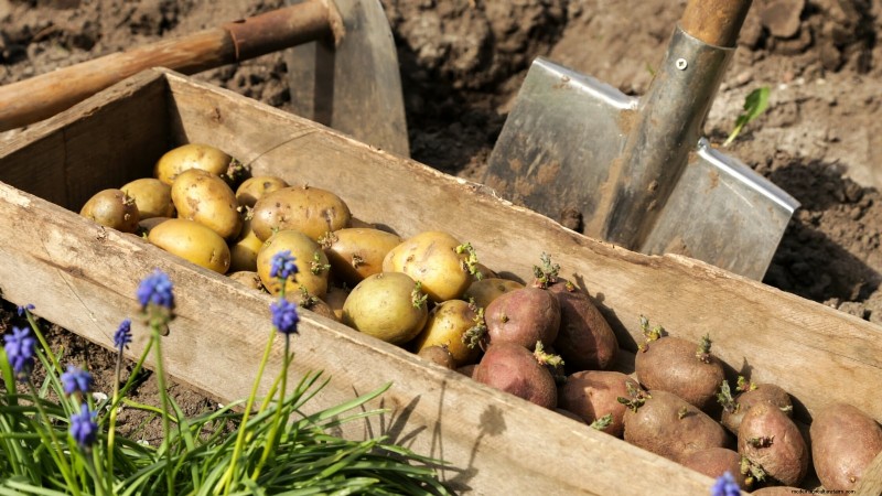 Beste Zeit zum Kartoffelpflanzen:Ein regionaler Leitfaden 