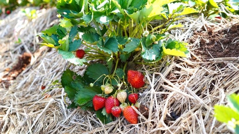 Beste Erdbeersorten für den Hausgarten:Ein umfassender Leitfaden 