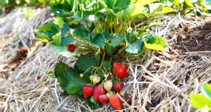 Beste aardbeienvariëteiten voor thuistuinen:een uitgebreide gids 