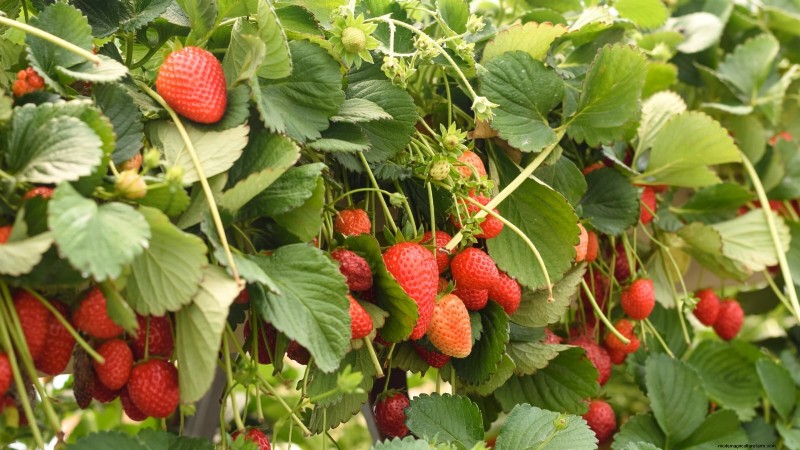 Beste Erdbeersorten für den Hausgarten:Ein umfassender Leitfaden 