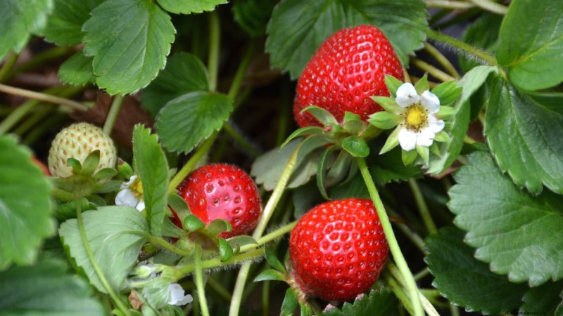 Beste Erdbeersorten für den Hausgarten:Ein umfassender Leitfaden 