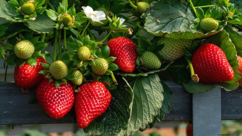 Beste Erdbeersorten für den Hausgarten:Ein umfassender Leitfaden 