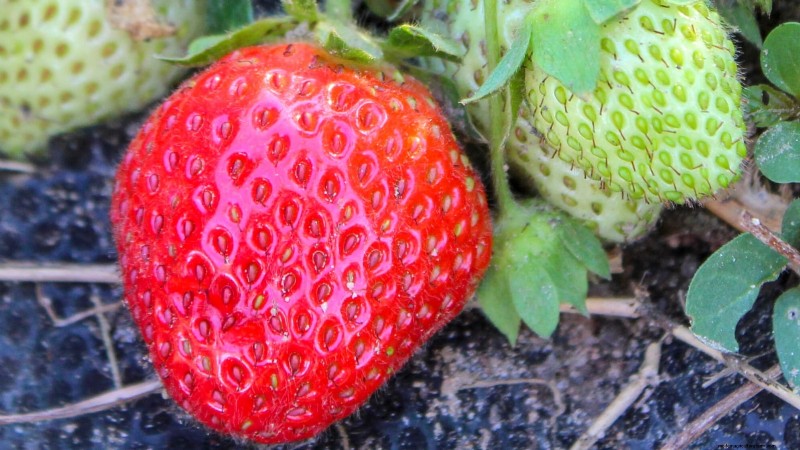 Beste Erdbeersorten für den Hausgarten:Ein umfassender Leitfaden 