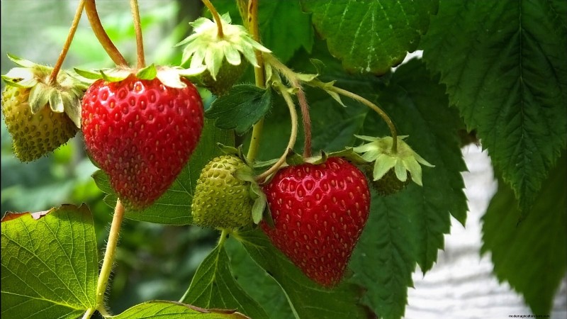 Beste Erdbeersorten für den Hausgarten:Ein umfassender Leitfaden 