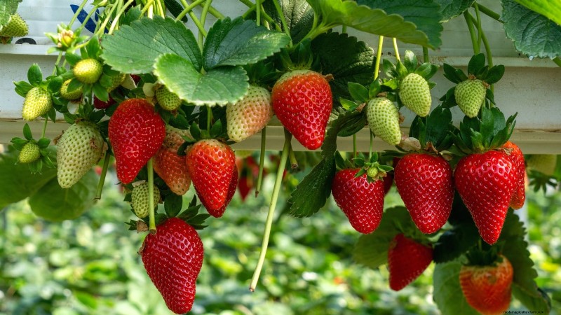 Beste Erdbeersorten für den Hausgarten:Ein umfassender Leitfaden 
