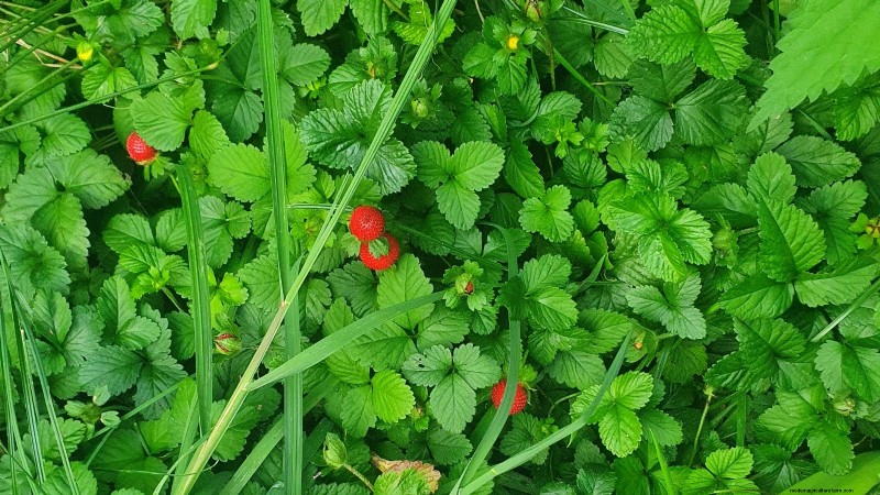 Beste Erdbeersorten für den Hausgarten:Ein umfassender Leitfaden 