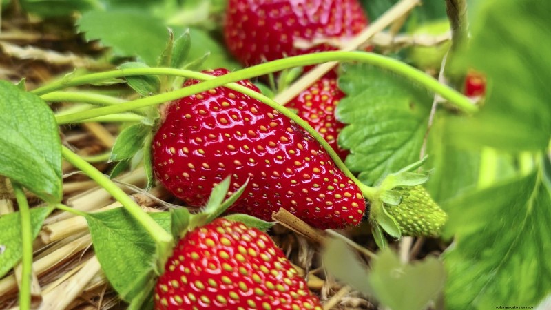 Beste Erdbeersorten für den Hausgarten:Ein umfassender Leitfaden 