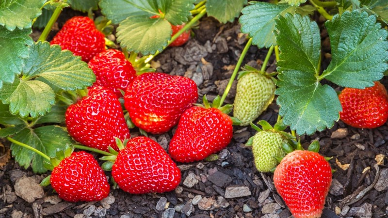 Beste Erdbeersorten für den Hausgarten:Ein umfassender Leitfaden 