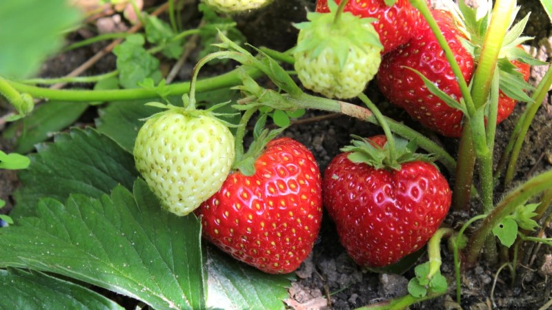 Beste Erdbeersorten für den Hausgarten:Ein umfassender Leitfaden 