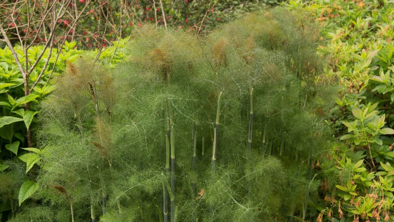 37 beste mehrjährige Kräuter für einen blühenden Garten 