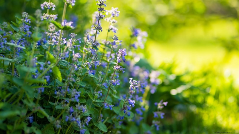37 beste mehrjährige Kräuter für einen blühenden Garten 