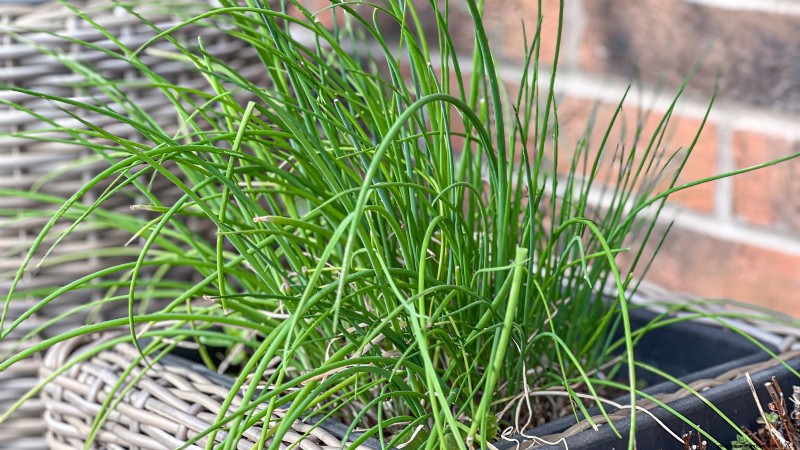 37 beste mehrjährige Kräuter für einen blühenden Garten 