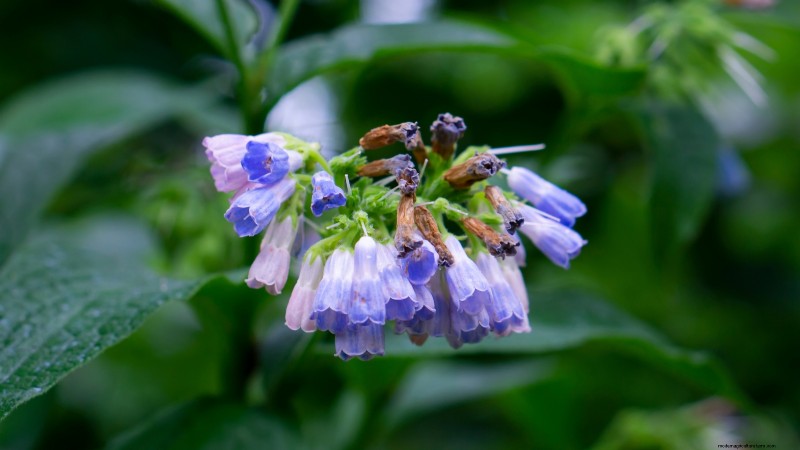 37 beste mehrjährige Kräuter für einen blühenden Garten 