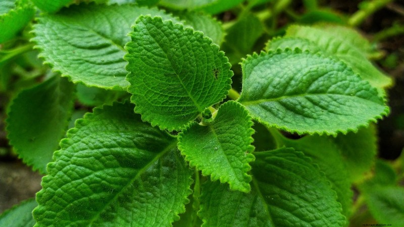 37 beste mehrjährige Kräuter für einen blühenden Garten 