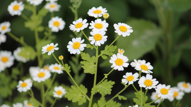 37 beste mehrjährige Kräuter für einen blühenden Garten 