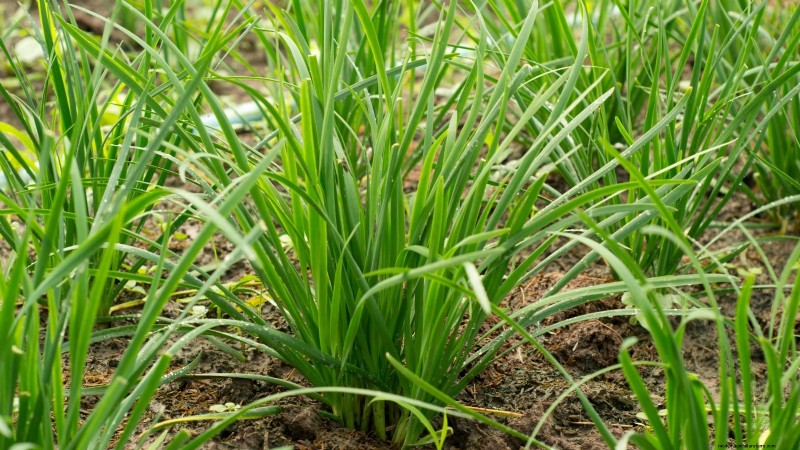 37 beste mehrjährige Kräuter für einen blühenden Garten 