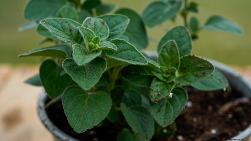 37 beste mehrjährige Kräuter für einen blühenden Garten 