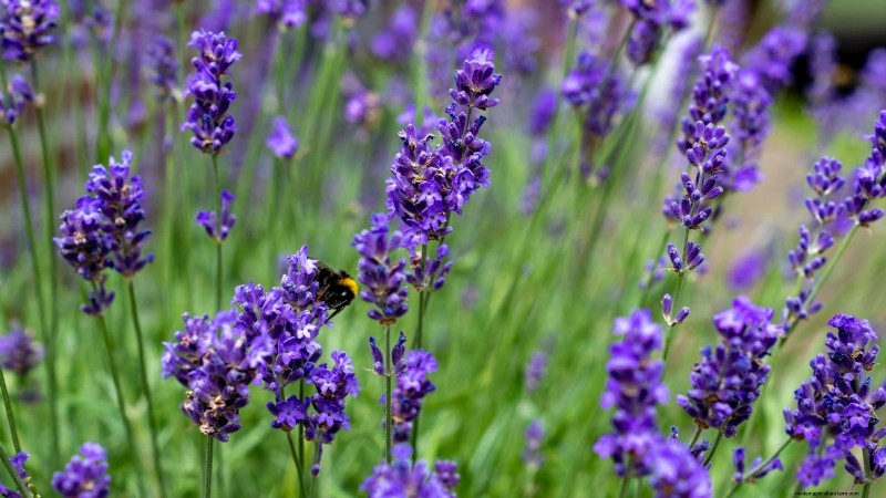 37 beste mehrjährige Kräuter für einen blühenden Garten 