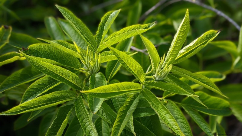37 beste mehrjährige Kräuter für einen blühenden Garten 