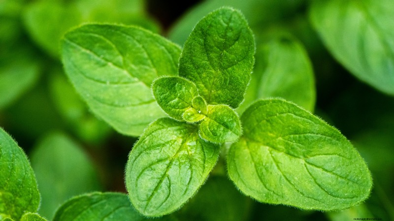 37 beste mehrjährige Kräuter für einen blühenden Garten 