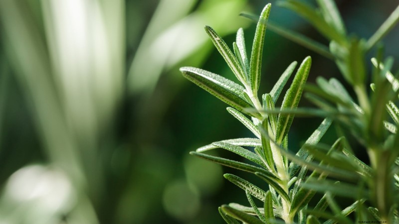 37 beste mehrjährige Kräuter für einen blühenden Garten 
