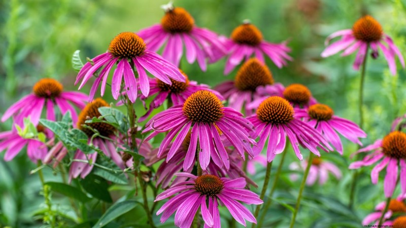 37 beste mehrjährige Kräuter für einen blühenden Garten 