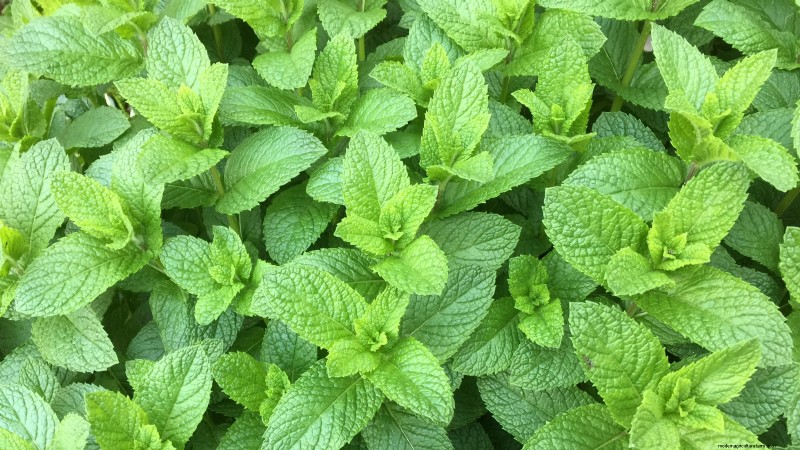 37 beste mehrjährige Kräuter für einen blühenden Garten 