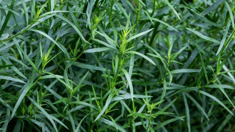 37 beste mehrjährige Kräuter für einen blühenden Garten 