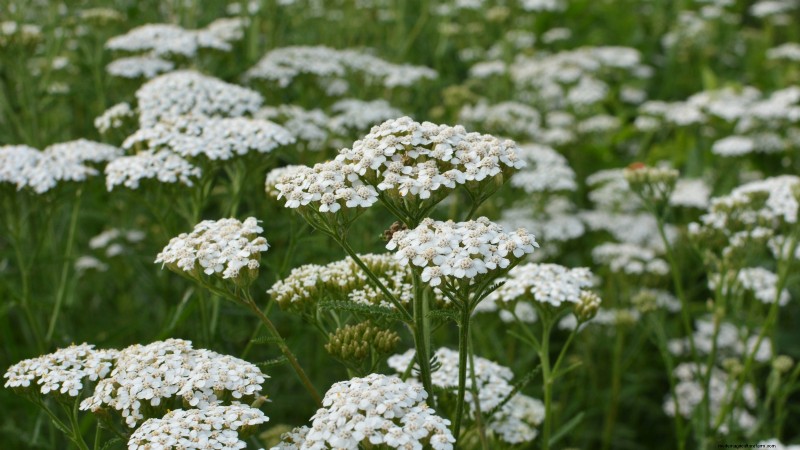 37 beste mehrjährige Kräuter für einen blühenden Garten 