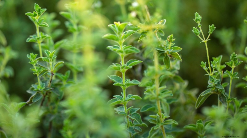 37 beste mehrjährige Kräuter für einen blühenden Garten 