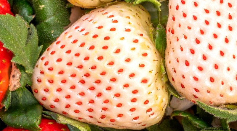 Pineberries:gids voor planten, kweken en verzorgen van unieke bessen 