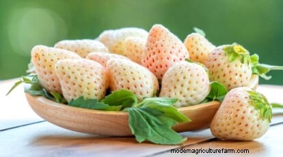 Pineberries:gids voor planten, kweken en verzorgen van unieke bessen 