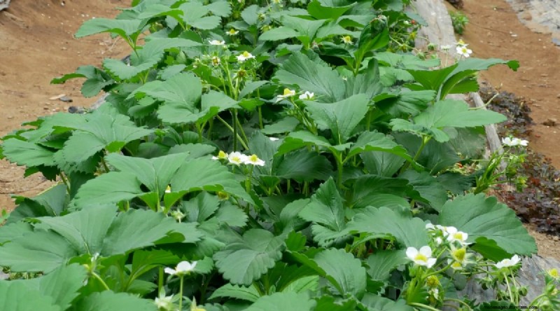 Pineberries:gids voor planten, kweken en verzorgen van unieke bessen 