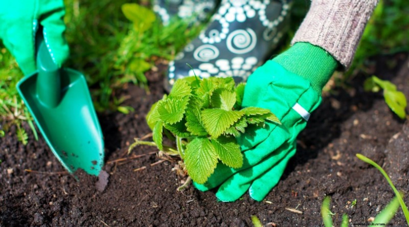 Pineberries:gids voor planten, kweken en verzorgen van unieke bessen 