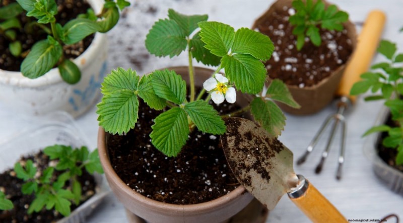 Pineberries:gids voor planten, kweken en verzorgen van unieke bessen 