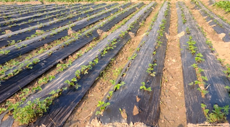 Pineberries:gids voor planten, kweken en verzorgen van unieke bessen 