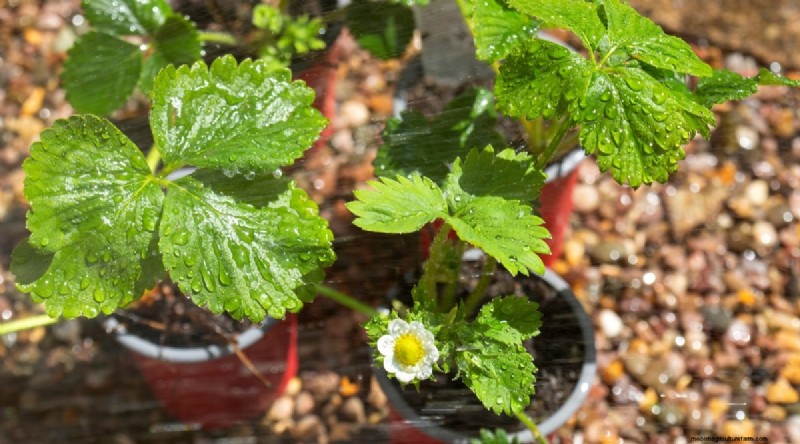 Pineberries:gids voor planten, kweken en verzorgen van unieke bessen 