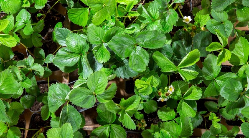 Pineberries:gids voor planten, kweken en verzorgen van unieke bessen 