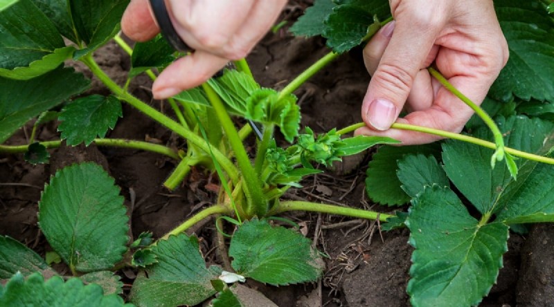 Pineberries:gids voor planten, kweken en verzorgen van unieke bessen 