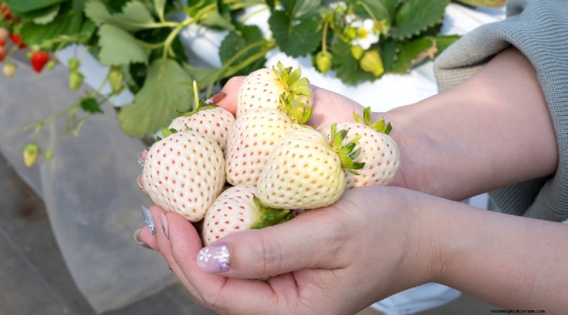 Pineberries:gids voor planten, kweken en verzorgen van unieke bessen 