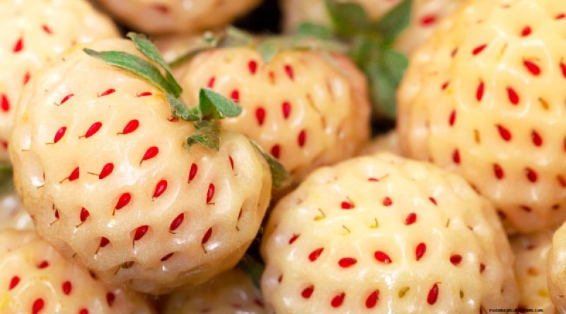Pineberries:gids voor planten, kweken en verzorgen van unieke bessen 