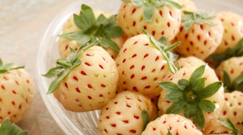 Pineberries:gids voor planten, kweken en verzorgen van unieke bessen 