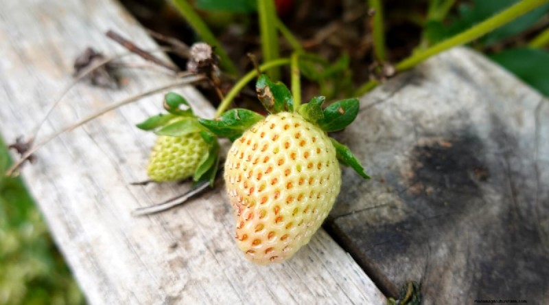 Pineberries:gids voor planten, kweken en verzorgen van unieke bessen 