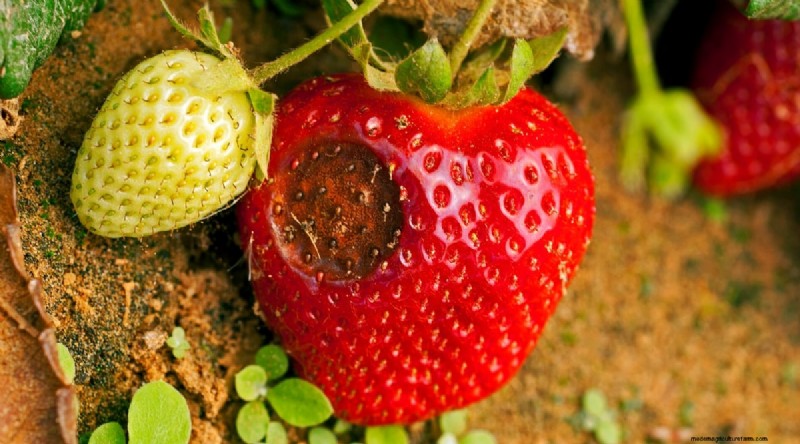 Pineberries:gids voor planten, kweken en verzorgen van unieke bessen 