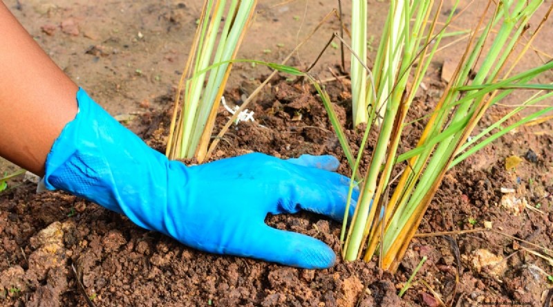 Zitronengras aus Samen anbauen:Ein vollständiger Leitfaden für Gärtner 
