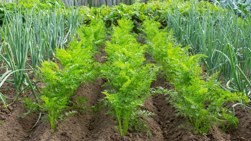Gemüsegarten in Zone 4:Ein vollständiger Leitfaden für den Erfolg 
