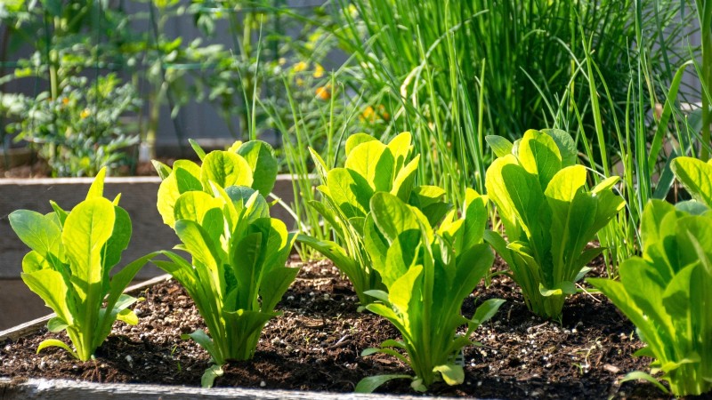 Gemüsegarten in Zone 4:Ein vollständiger Leitfaden für den Erfolg 